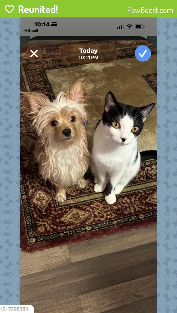 Reunited Male Dog last seen Davenport , The Villages, FL 32162