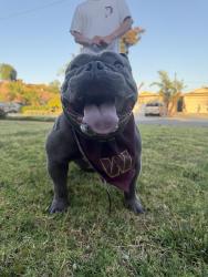 Found/Stray Male Dog last seen Macalester Dr & Ferndoc , Walnut, CA 91789
