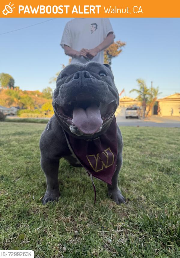 Found/Stray Male Dog last seen Macalester Dr & Ferndoc , Walnut, CA 91789
