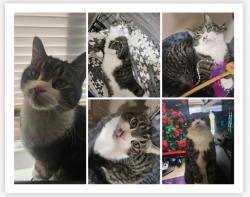 Lost Male Cat last seen Marlin Dr, Elk Vale, Gateway apmts , Rapid City, SD 57703