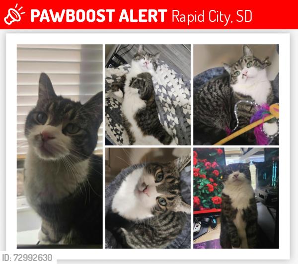 Lost Male Cat last seen Marlin Dr, Elk Vale, Gateway apmts , Rapid City, SD 57703