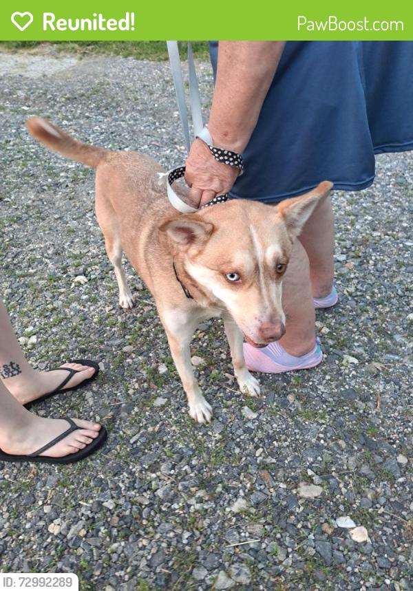 Reunited Male Dog last seen Near hughey rd, Alexander, NC, Alexander, NC 28701