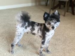 Lost Male Dog last seen Gibraltar Dr, Murrieta, CA 92562