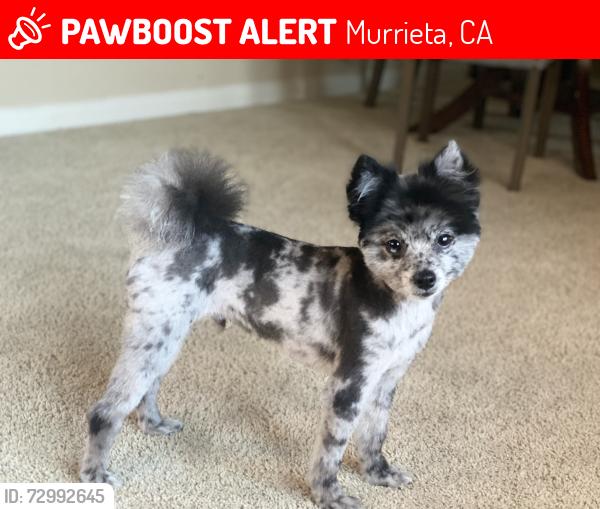Lost Male Dog last seen Gibraltar Dr, Murrieta, CA 92562