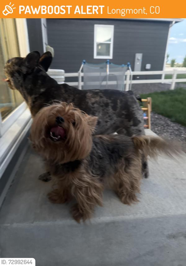 Found/Stray Male Dog last seen Sable and i25, Longmont, CO 80504