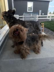 Found/Stray Male Dog last seen Sable and i25, Longmont, CO 80504