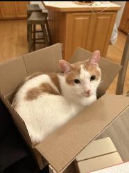 Reunited Male Cat last seen Andover MN, Andover, MN 55304