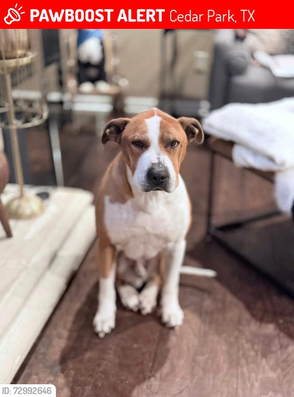Lost Male Dog last seen New Hope, Cedar Park, TX 78613
