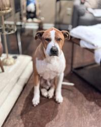 Lost Male Dog last seen New Hope, Cedar Park, TX 78613