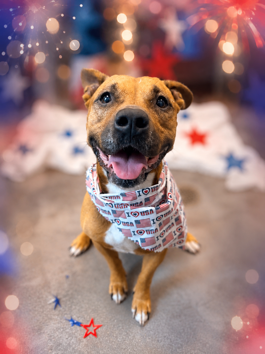 Shelter Stray Female Dog last seen LA, 410 Dugas Rd, Lafayette, LA 70507, USA