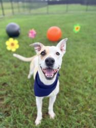 Shelter Stray Male Dog last seen Near Live Oak Street, LAFAYETTE, LA, 70503, 410 Dugas Rd, Lafayette, LA 70507, USA