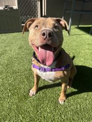 Shelter Stray Female Dog last seen Near Korink Avenue, San Diego, CA, 92111, 5500 Gaines St, San Diego, CA 92110, USA