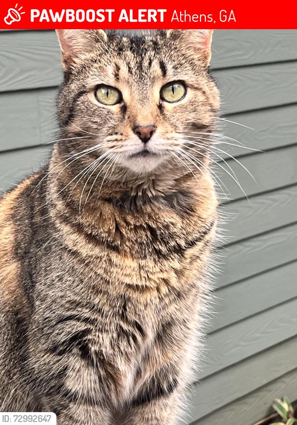 Lost Female Cat last seen Olympic Dr, Athens, GA 30601
