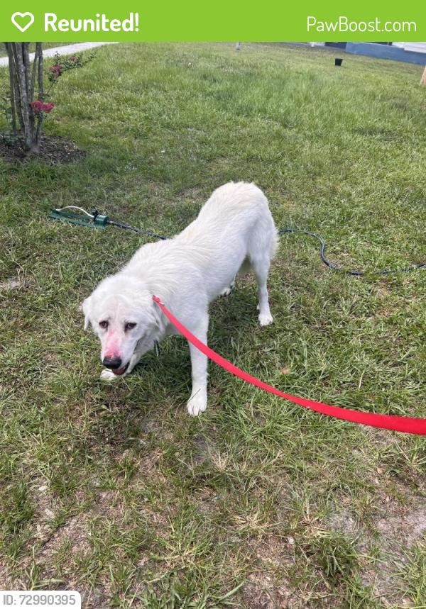 Reunited Male Dog last seen Rosephil , Shady Hills, FL 34610