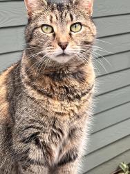Lost Female Cat last seen Olympic Dr, Athens, GA 30601