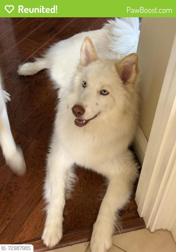 Reunited Female Dog last seen Garlenda drive, Serrano Village, El Dorado Hills, CA 95762