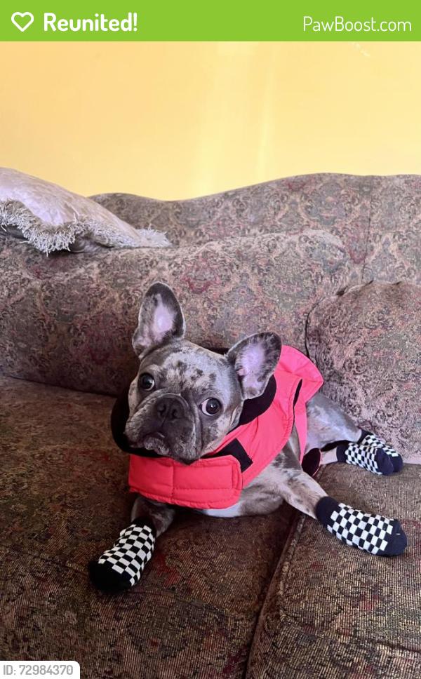 Reunited Female Dog last seen Near Florence Ave, Downey, CA 90240, USA, Downey, CA 90240