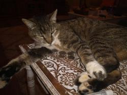 Reunited Male Cat last seen Near Owen drive , St. Louis, MO 63128