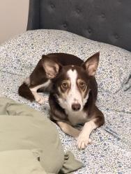 Lost Female Dog last seen S Union Blvd & Hancock Expy, Colorado Springs, CO 80910
