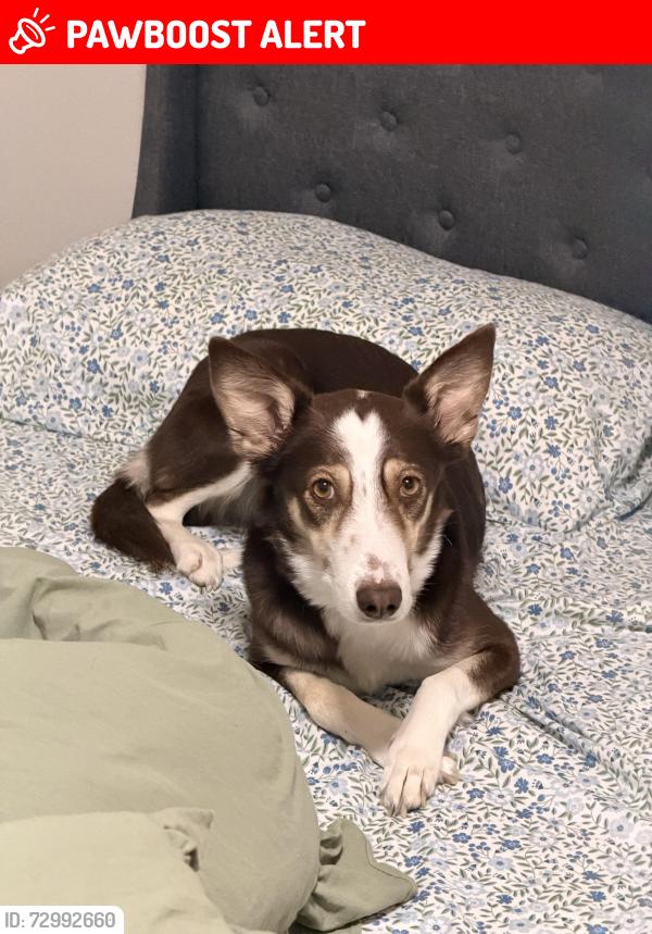 Lost Female Dog last seen S Union Blvd & Hancock Expy, Colorado Springs, CO 80910