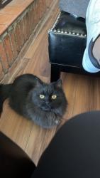Lost Male Cat last seen Mesa Verde, El Paso, TX 79904