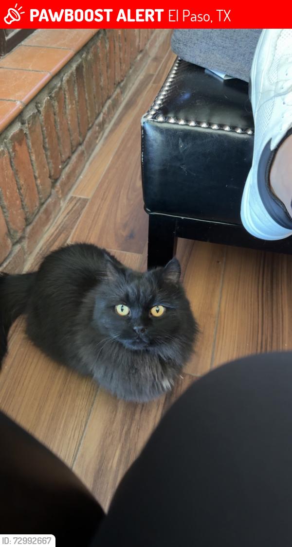 Lost Male Cat last seen Mesa Verde, El Paso, TX 79904