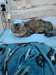 Reunited Unknown Cat last seen Manor place NW and 37th Street NW , Washington, DC 20007
