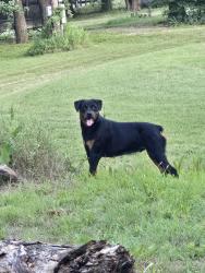 Found/Stray Female Dog last seen Neely ln , Johnson County, TX 76058