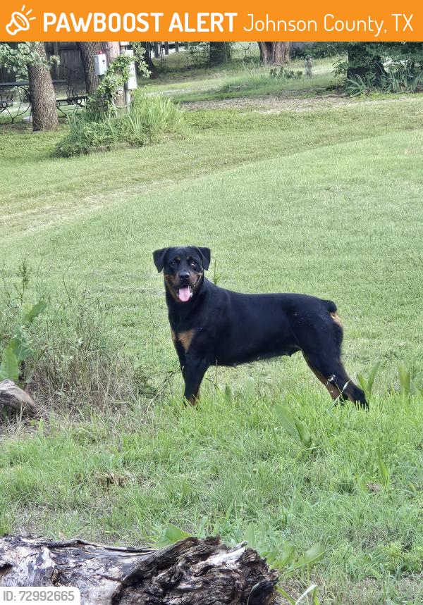 Found/Stray Female Dog last seen Neely ln , Johnson County, TX 76058