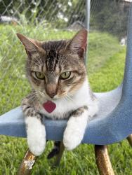 Lost Male Cat last seen 21st Street and 646, Santa Fe, TX 77510