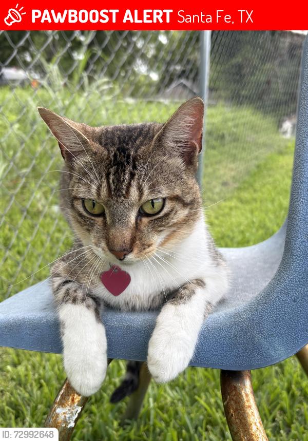 Lost Male Cat last seen 21st Street and 646, Santa Fe, TX 77510