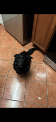 Lost Male Dog last seen Near By Menard Park, Dollar General, Marbach Rd, San Antonio, TX 78245
