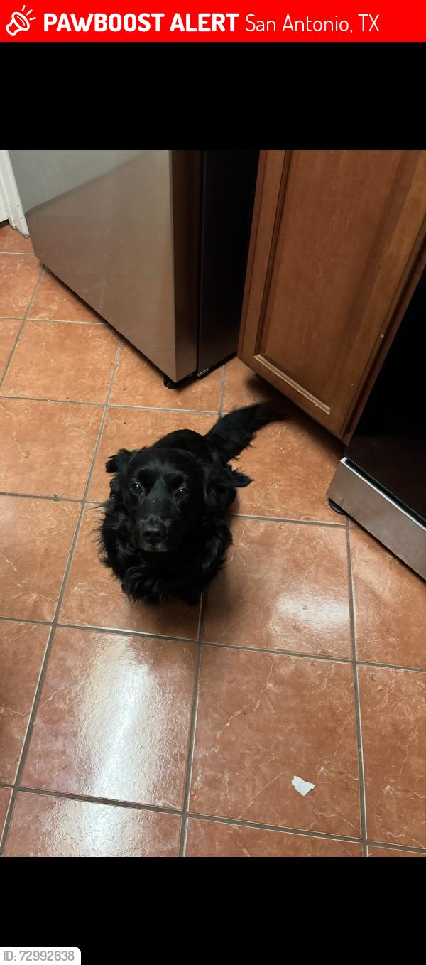 Lost Male Dog last seen Near By Menard Park, Dollar General, Marbach Rd, San Antonio, TX 78245