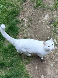 Found/Stray Unknown Cat last seen Trumbull, close to Monroe border, Trumbull, CT 06611