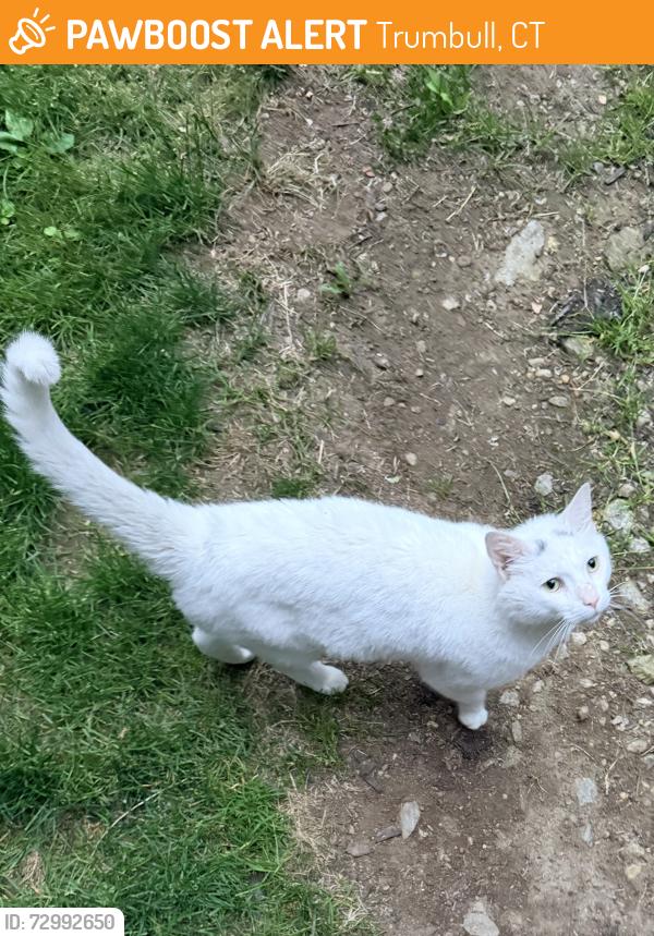 Found/Stray Unknown Cat last seen Trumbull, close to Monroe border, Trumbull, CT 06611