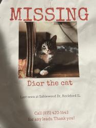 Lost Male Cat last seen Sablewood Dr Rockford IL, Rockford, IL 61101