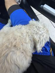 Reunited Female Dog last seen Willowmore Dr/ buttonwood lane, Fontana, CA 92336