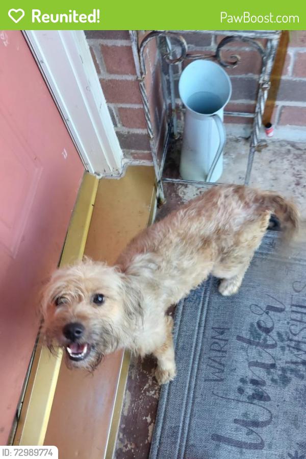 Reunited Male Dog last seen Fry Rd and Morton, Katy, TX 77493