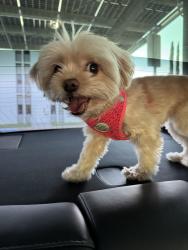 Lost Female Dog last seen Apex ST. & Cedarwood Drive, Banning, CA 92220