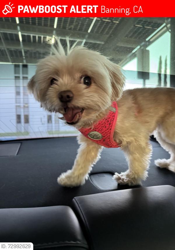 Lost Female Dog last seen Apex ST. & Cedarwood Drive, Banning, CA 92220