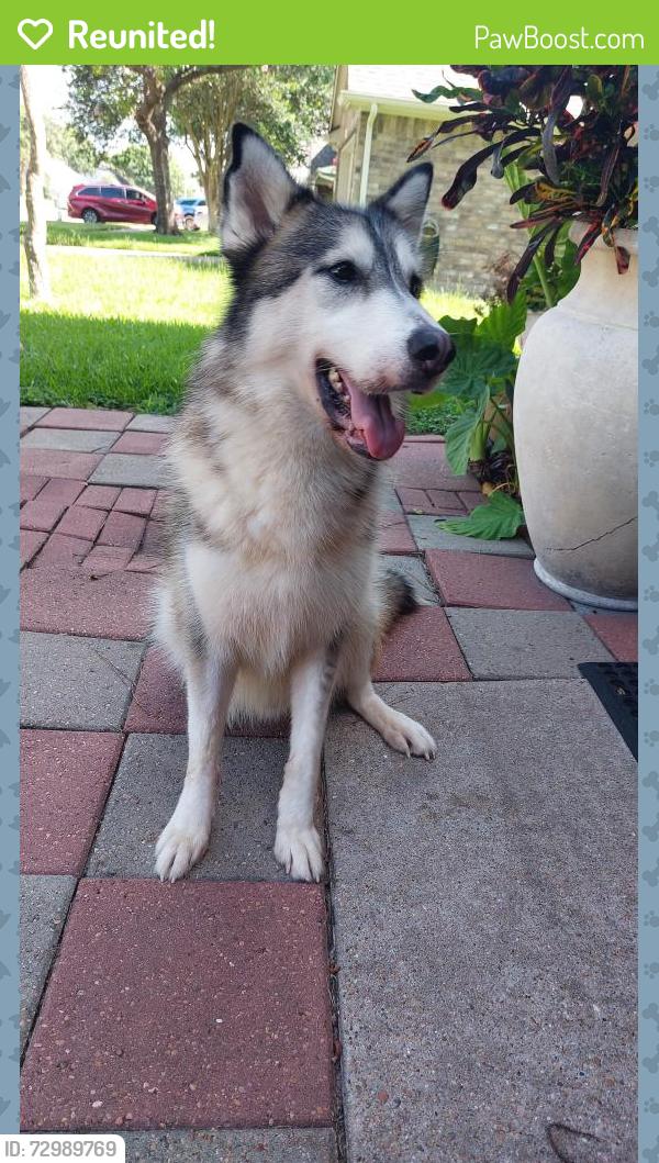 Reunited Male Dog last seen Fry road and Morton Road , Katy, TX 77493