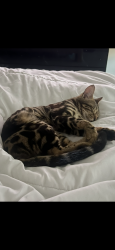 Lost Female Cat last seen Near & panther creek, Little Elm, TX 75068