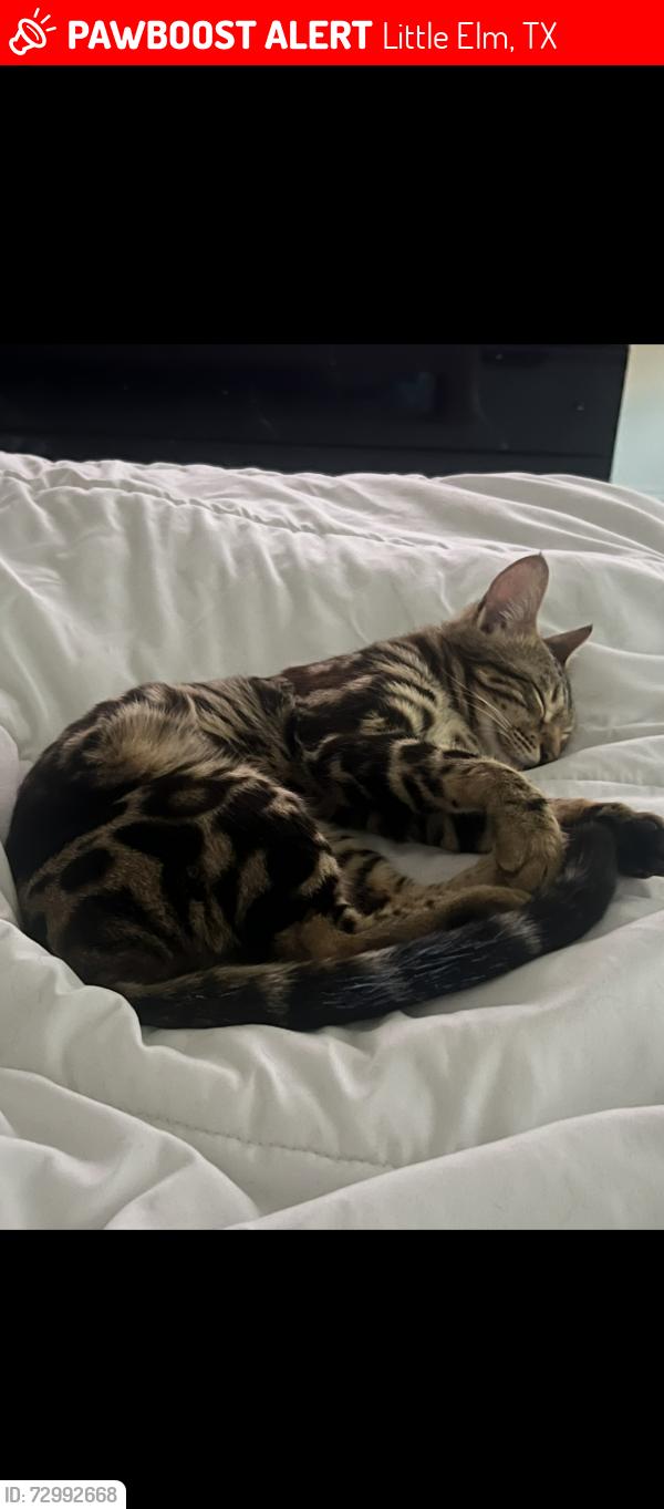 Lost Female Cat last seen Near & panther creek, Little Elm, TX 75068
