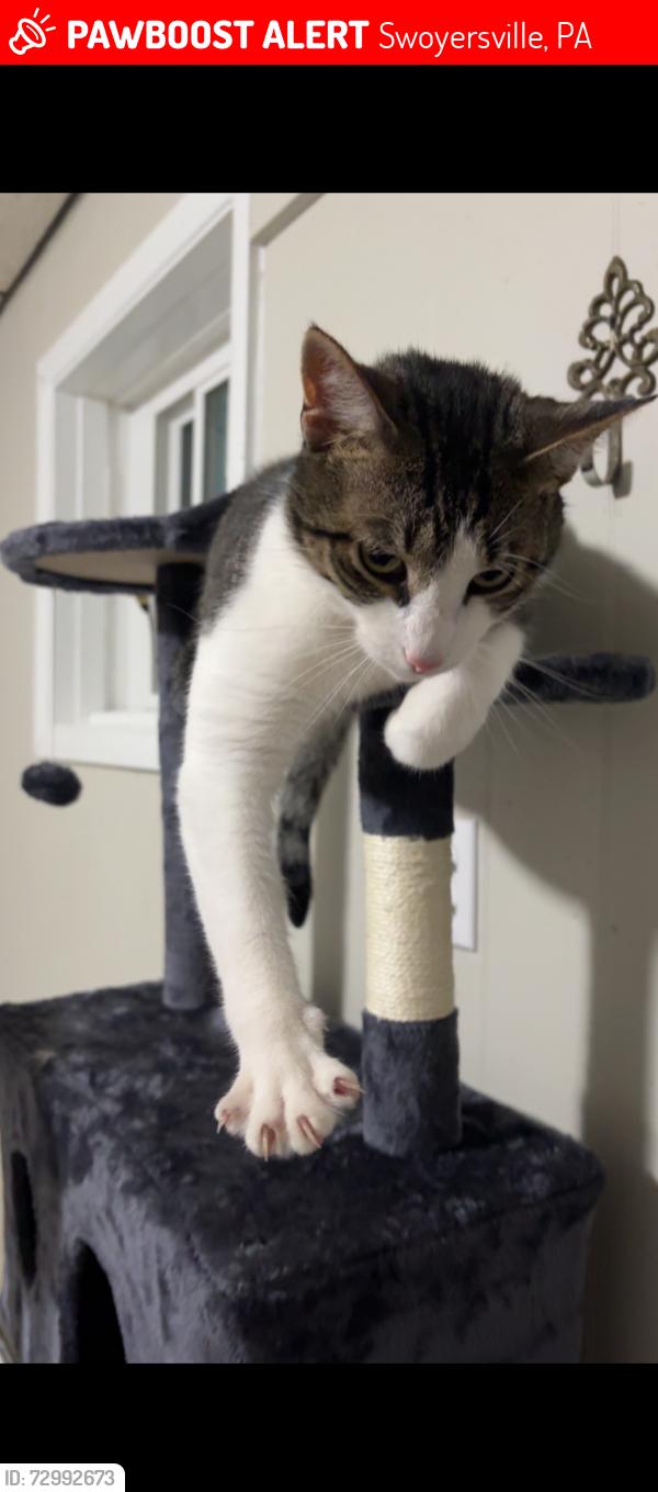 Lost Male Cat last seen Shoemaker and Simpson, Swoyersville, PA 18704