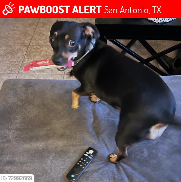 Lost Female Dog last seen Running to the HTeaO on Nacogdoches and O’Connor., San Antonio, TX 78233
