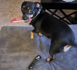 Lost Female Dog last seen Running to the HTeaO on Nacogdoches and O’Connor., San Antonio, TX 78233