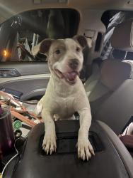 Found/Stray Female Dog last seen Barr Road and Two Notch Road, Lexington, SC 29072