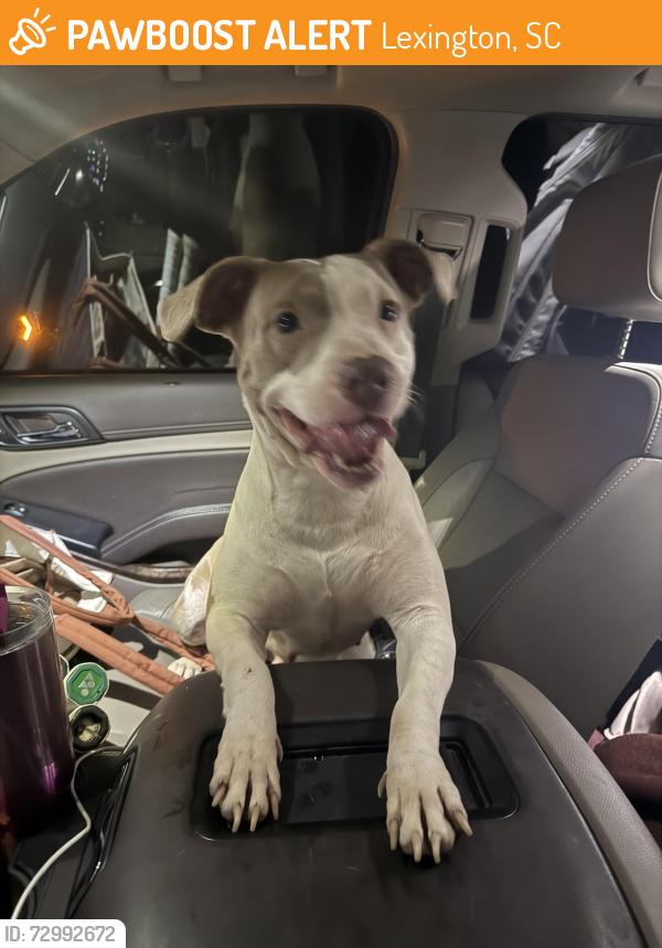 Found/Stray Female Dog last seen Barr Road and Two Notch Road, Lexington, SC 29072