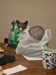 Reunited Male Cat last seen Alondra Blvd. and Longworth Ave., Norwalk, CA 90650