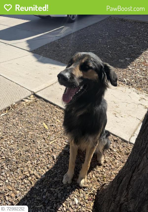 Reunited Male Dog last seen E Cabrillo Ct, Gilbert, AZ 85297, USA, Gilbert, AZ 85297